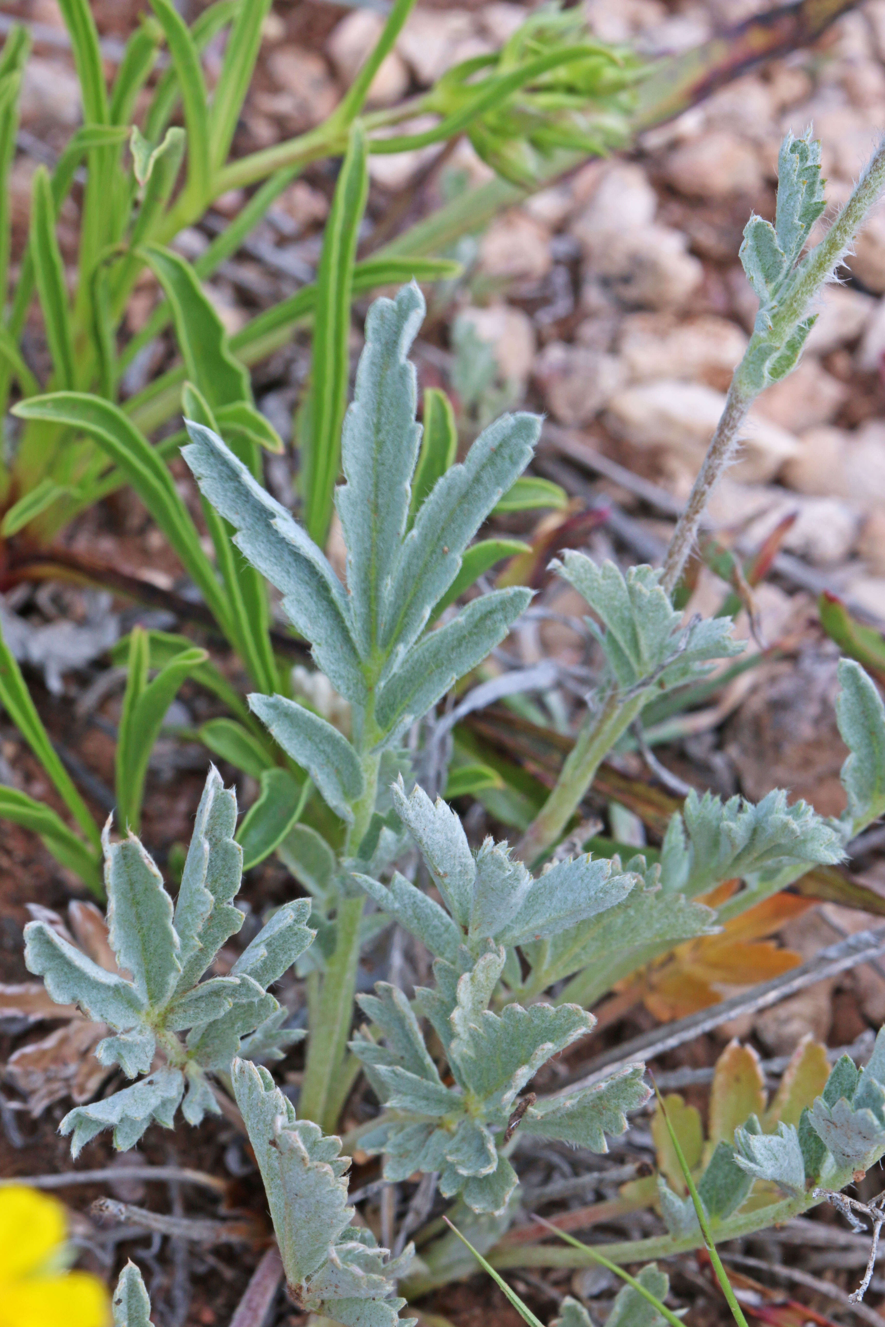 Image of woolly cinquefoil