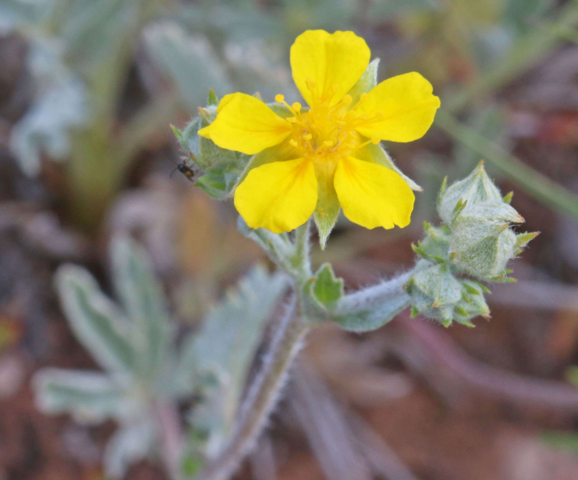 Image of woolly cinquefoil