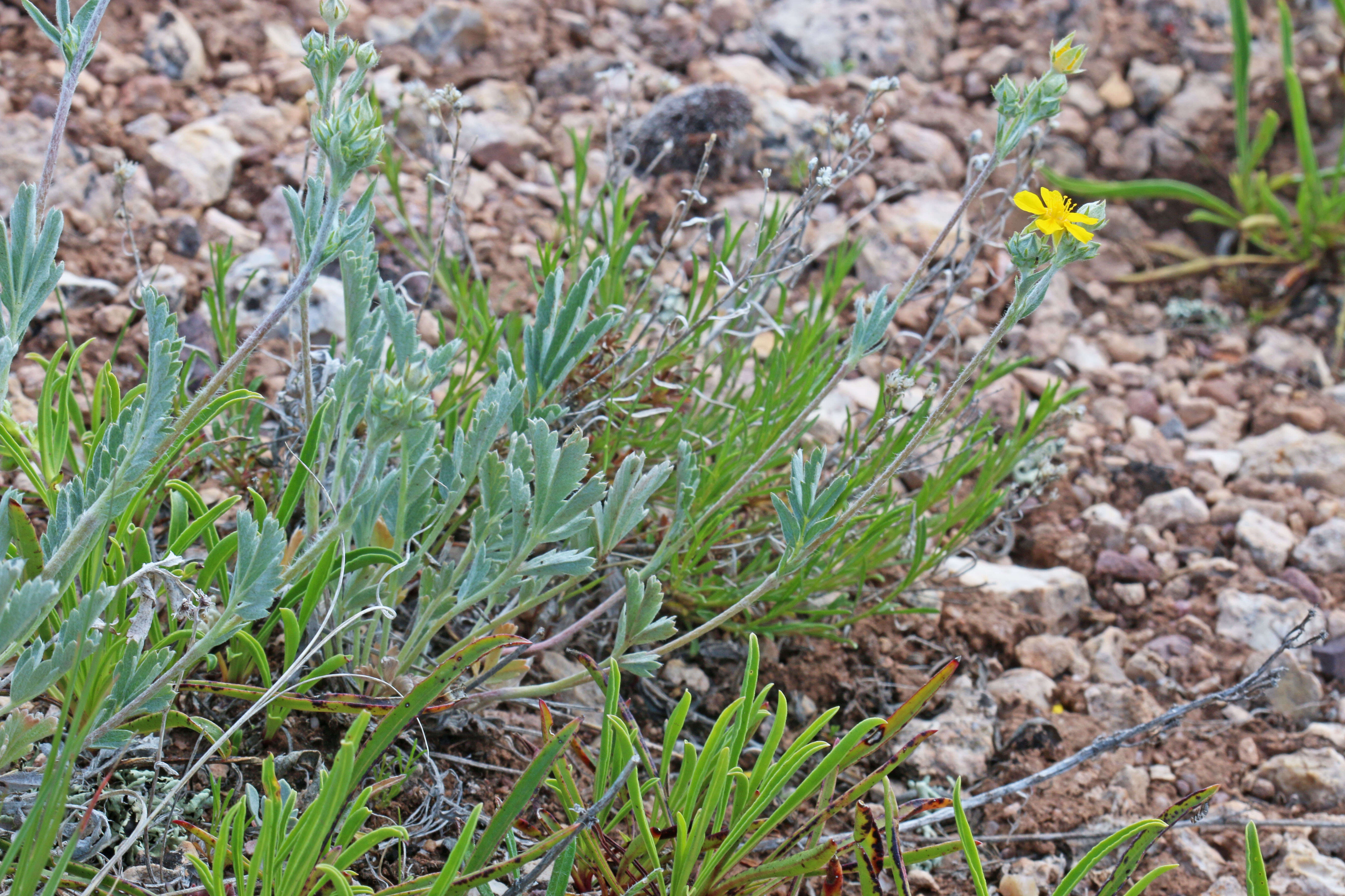 Image of woolly cinquefoil