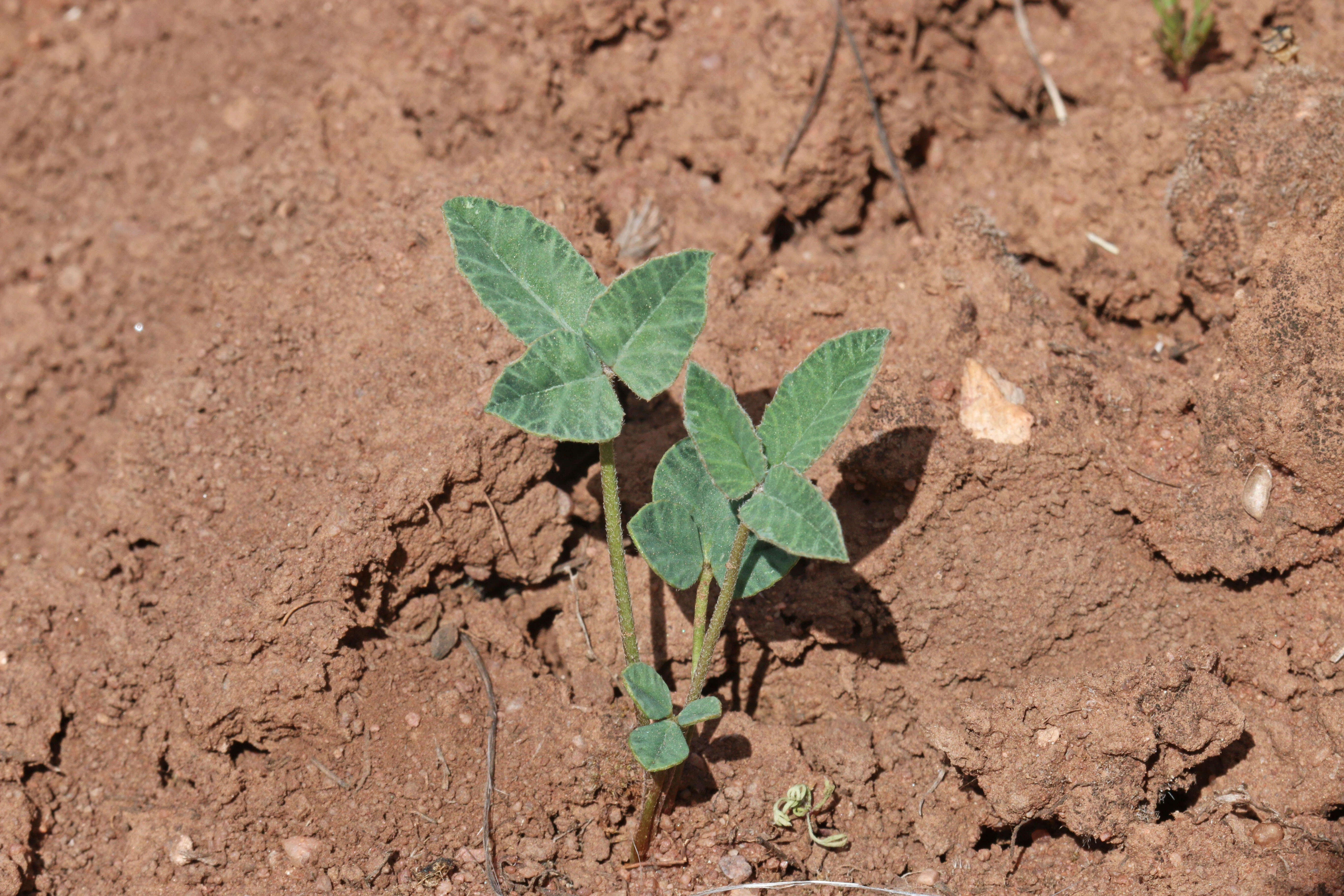 Image of Hollyleaf Clover