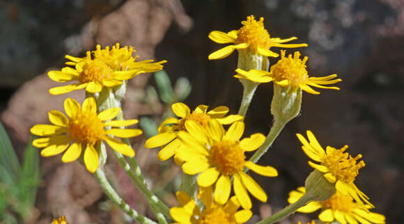 Image of woolly groundsel