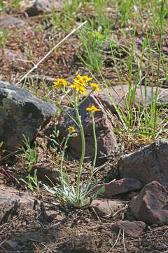 Image of woolly groundsel