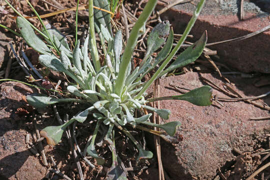 Image of woolly groundsel