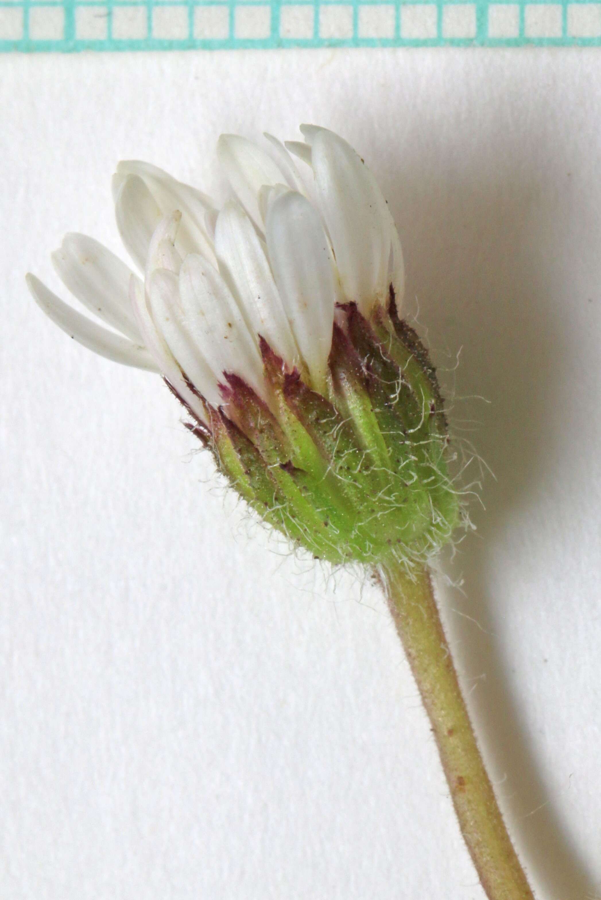 Image of cutleaf daisy