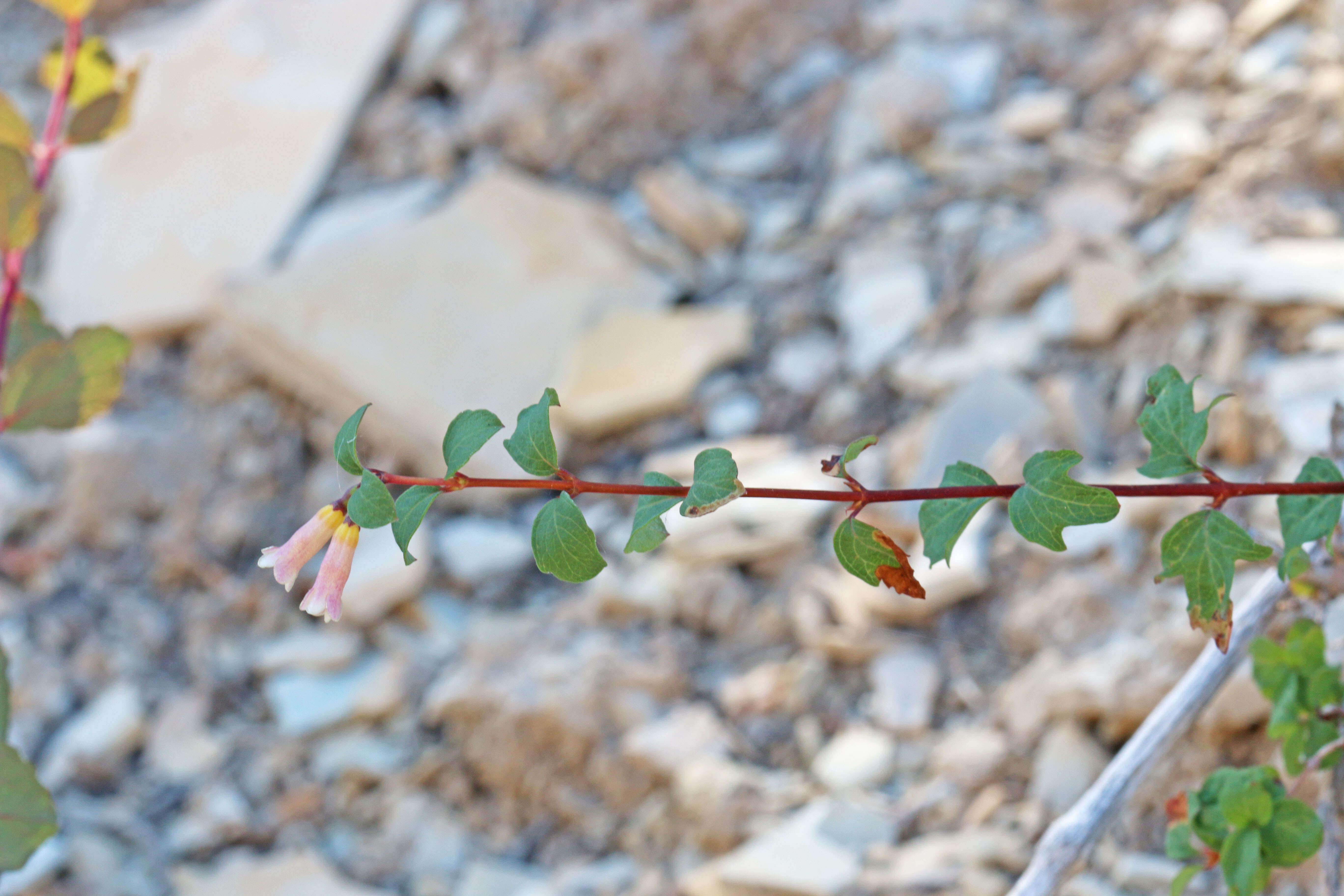 Image of mountain snowberry