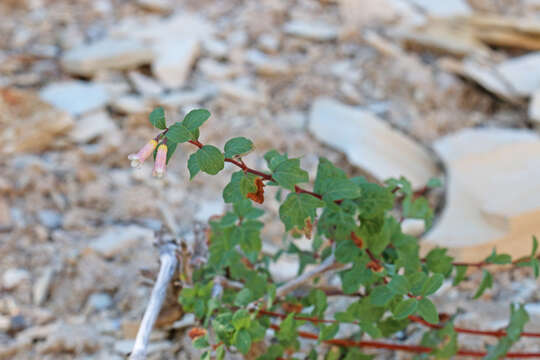 Image of mountain snowberry