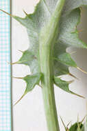 Image of Barneby's thistle