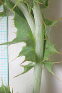 Image of Barneby's thistle