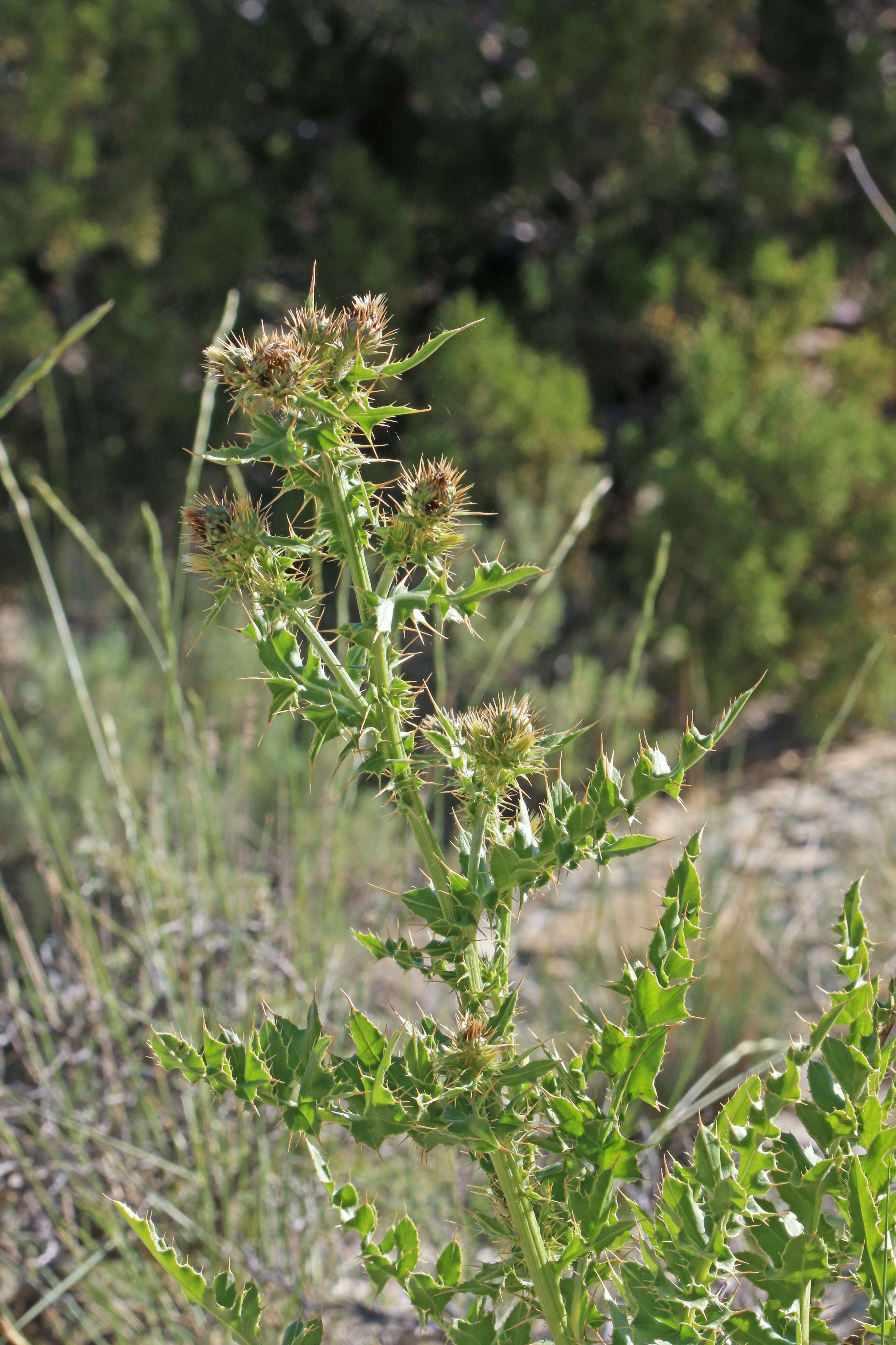 Image of Barneby's thistle