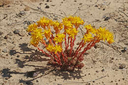 Image of spearleaf stonecrop