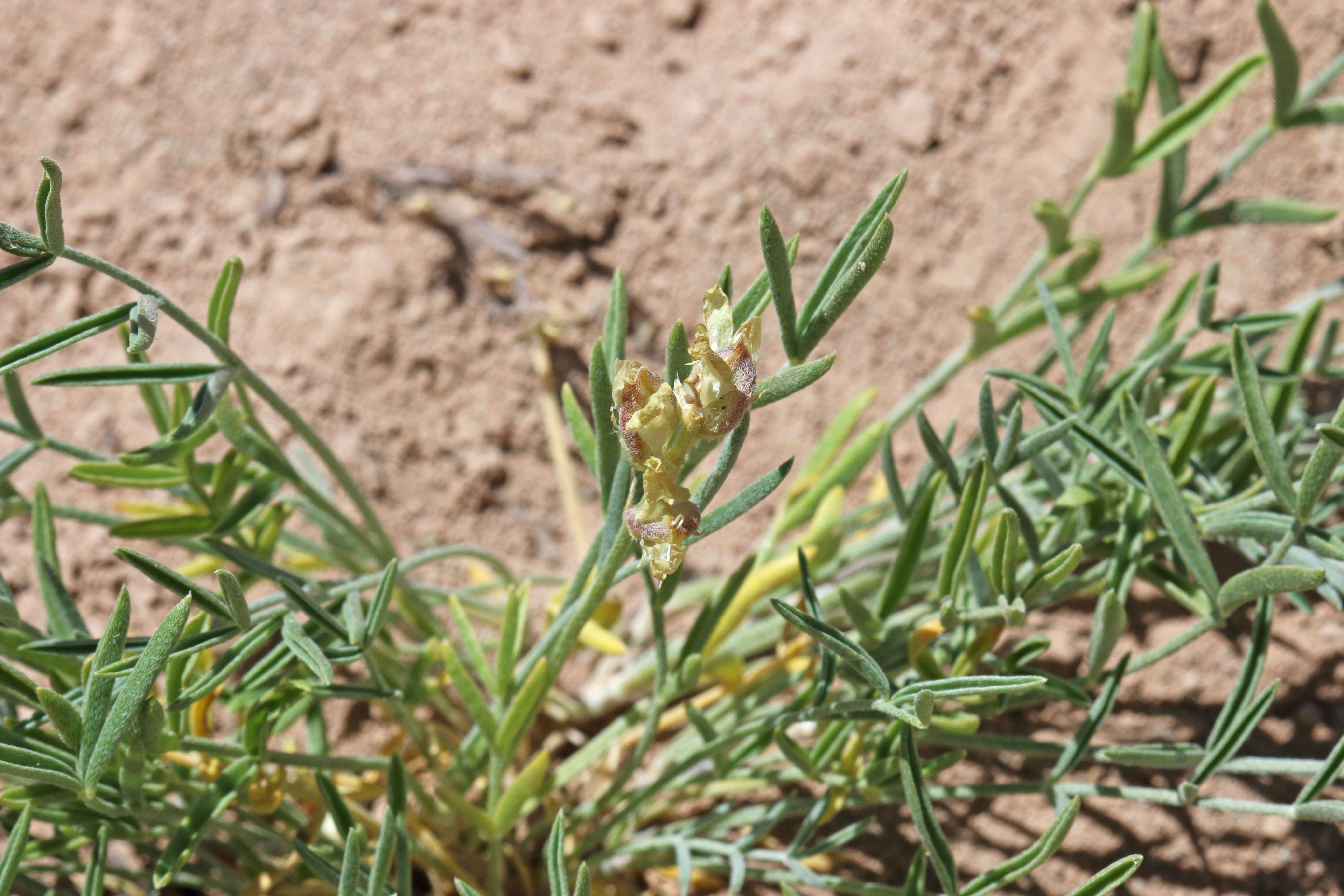 Sivun Astragalus flavus Nutt. ex Torr. & A. Gray kuva