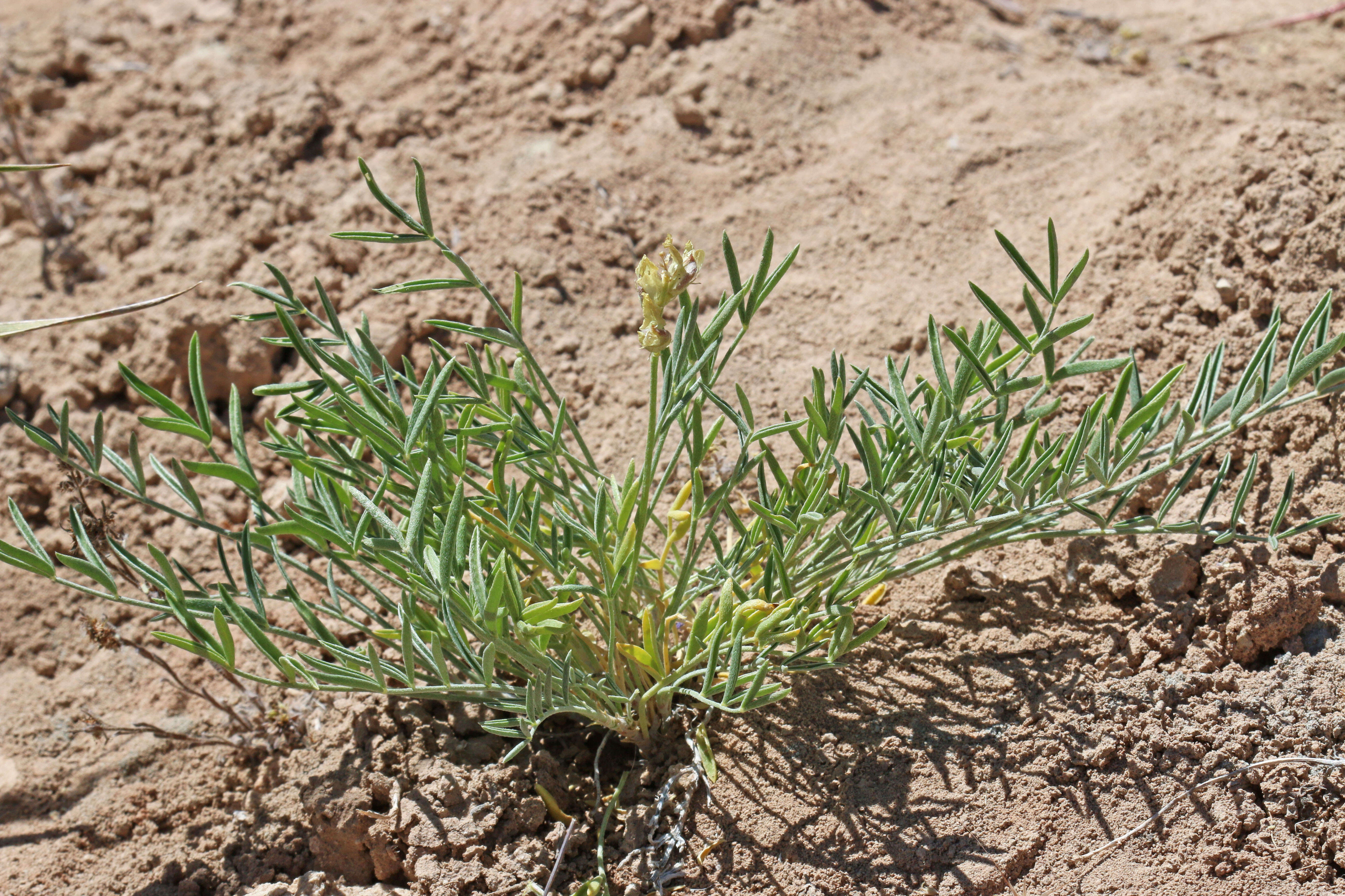 Sivun Astragalus flavus Nutt. ex Torr. & A. Gray kuva