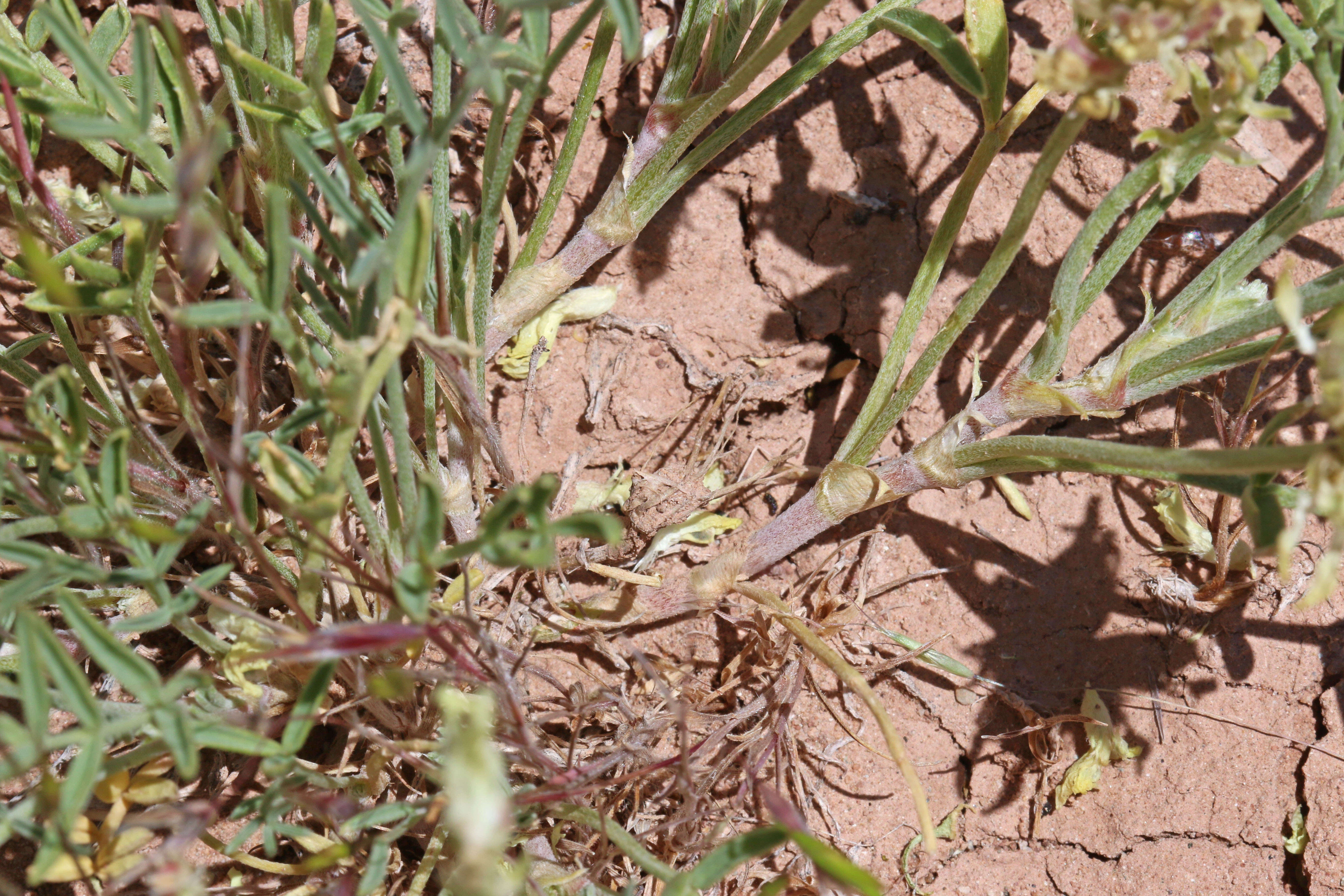 Sivun Astragalus flavus Nutt. ex Torr. & A. Gray kuva