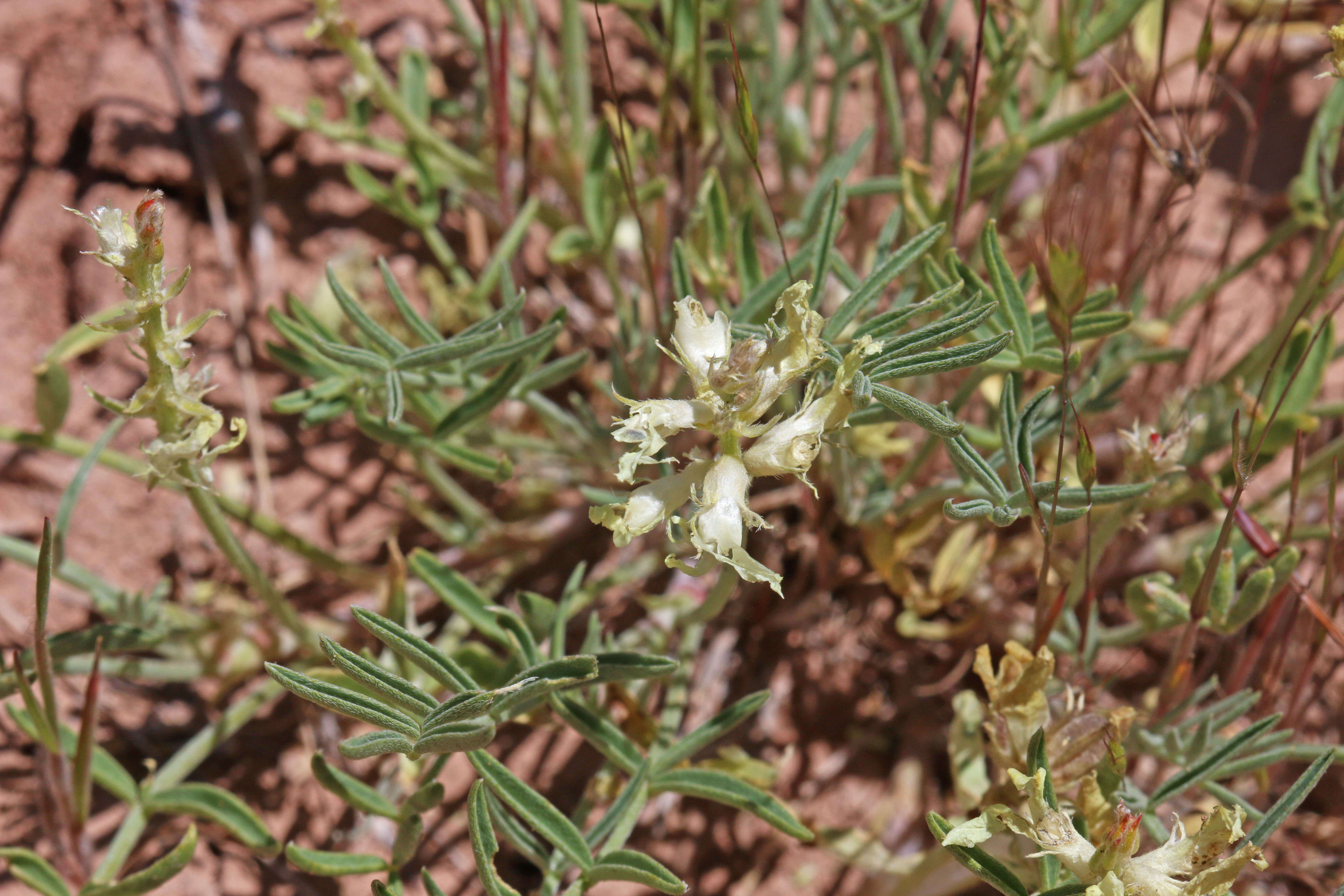 Sivun Astragalus flavus Nutt. ex Torr. & A. Gray kuva