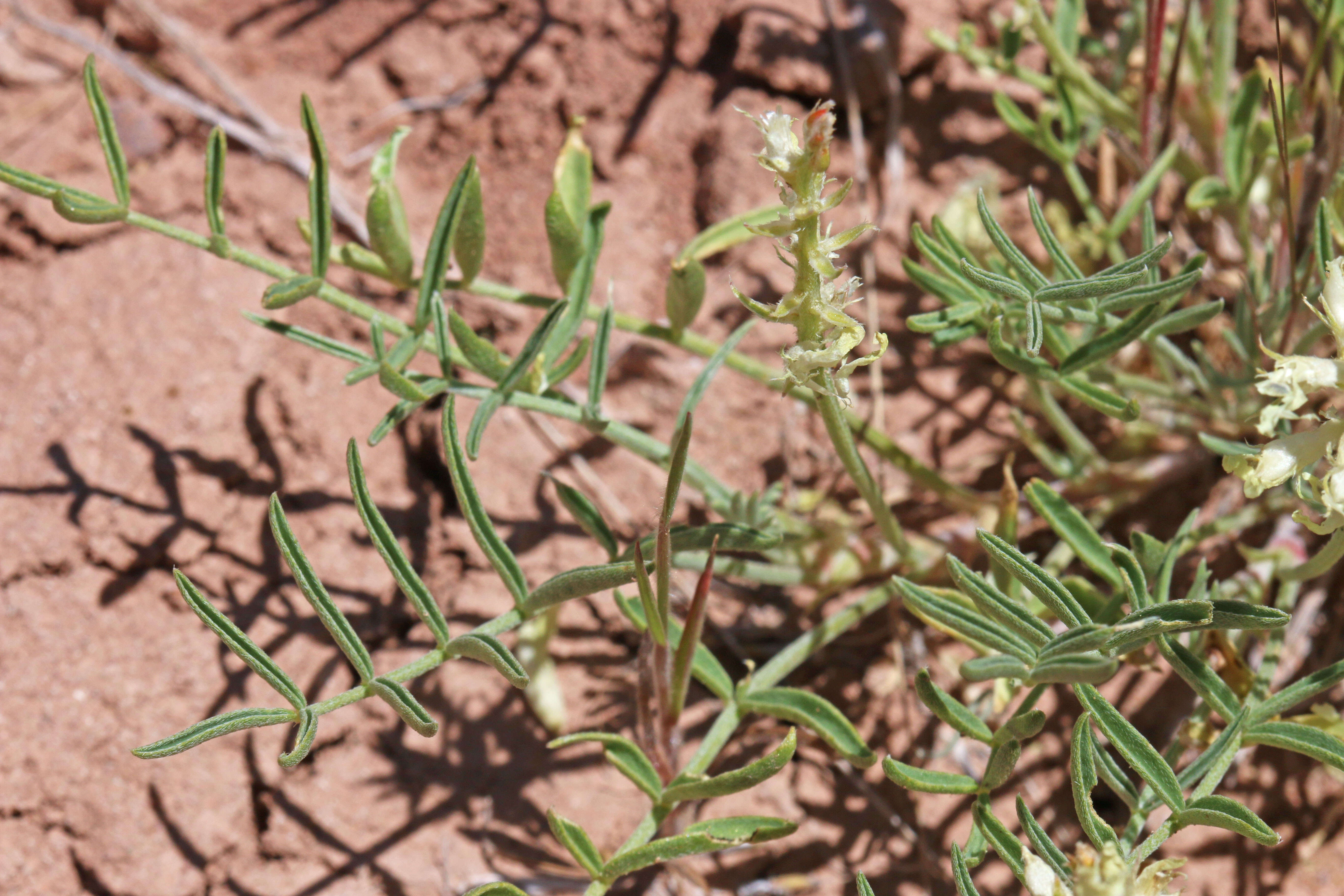 Sivun Astragalus flavus Nutt. ex Torr. & A. Gray kuva