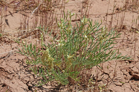 Sivun Astragalus flavus Nutt. ex Torr. & A. Gray kuva