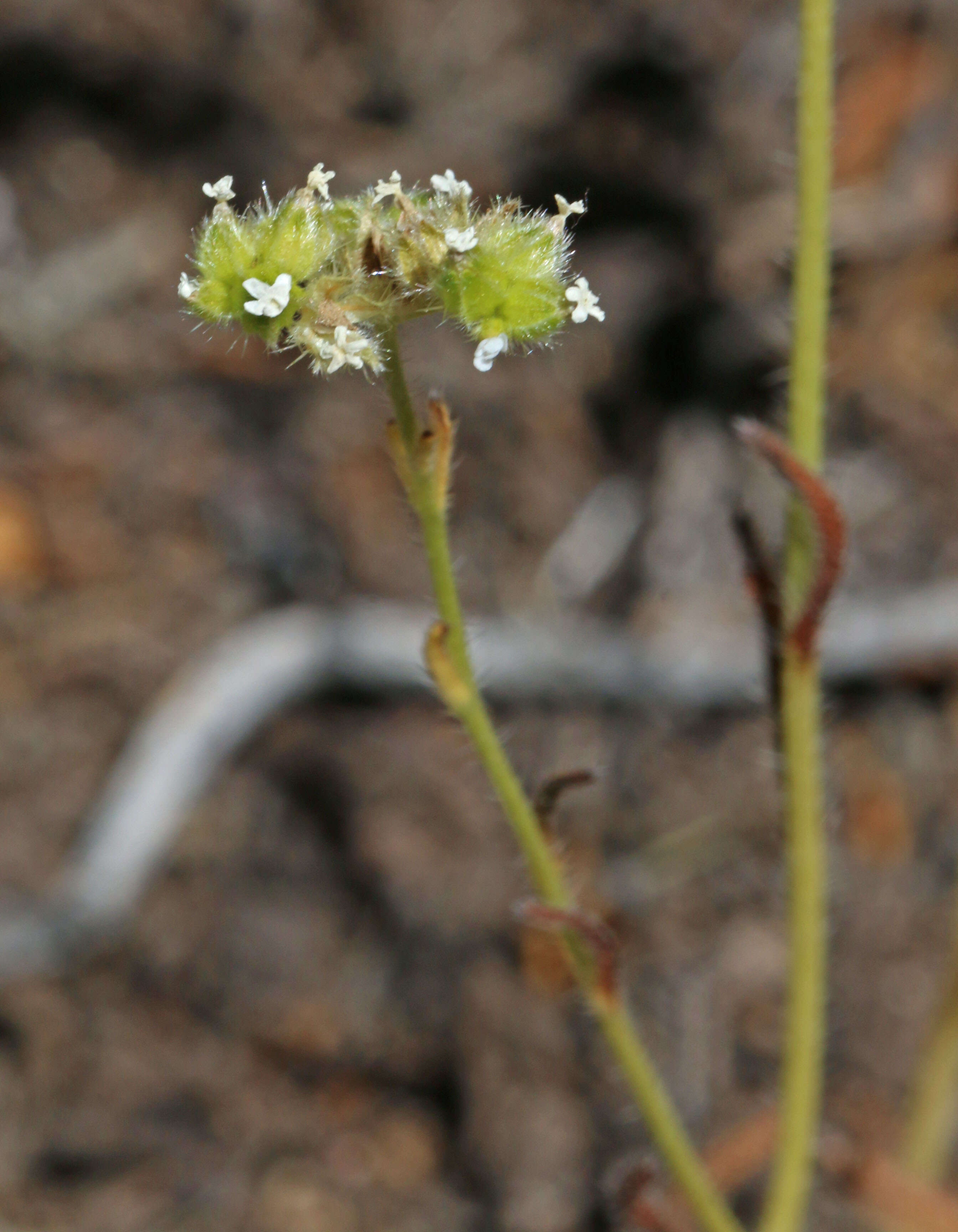 صورة Cryptantha pterocarya (Torr.) Greene