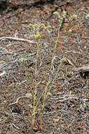 Image of wingnut cryptantha