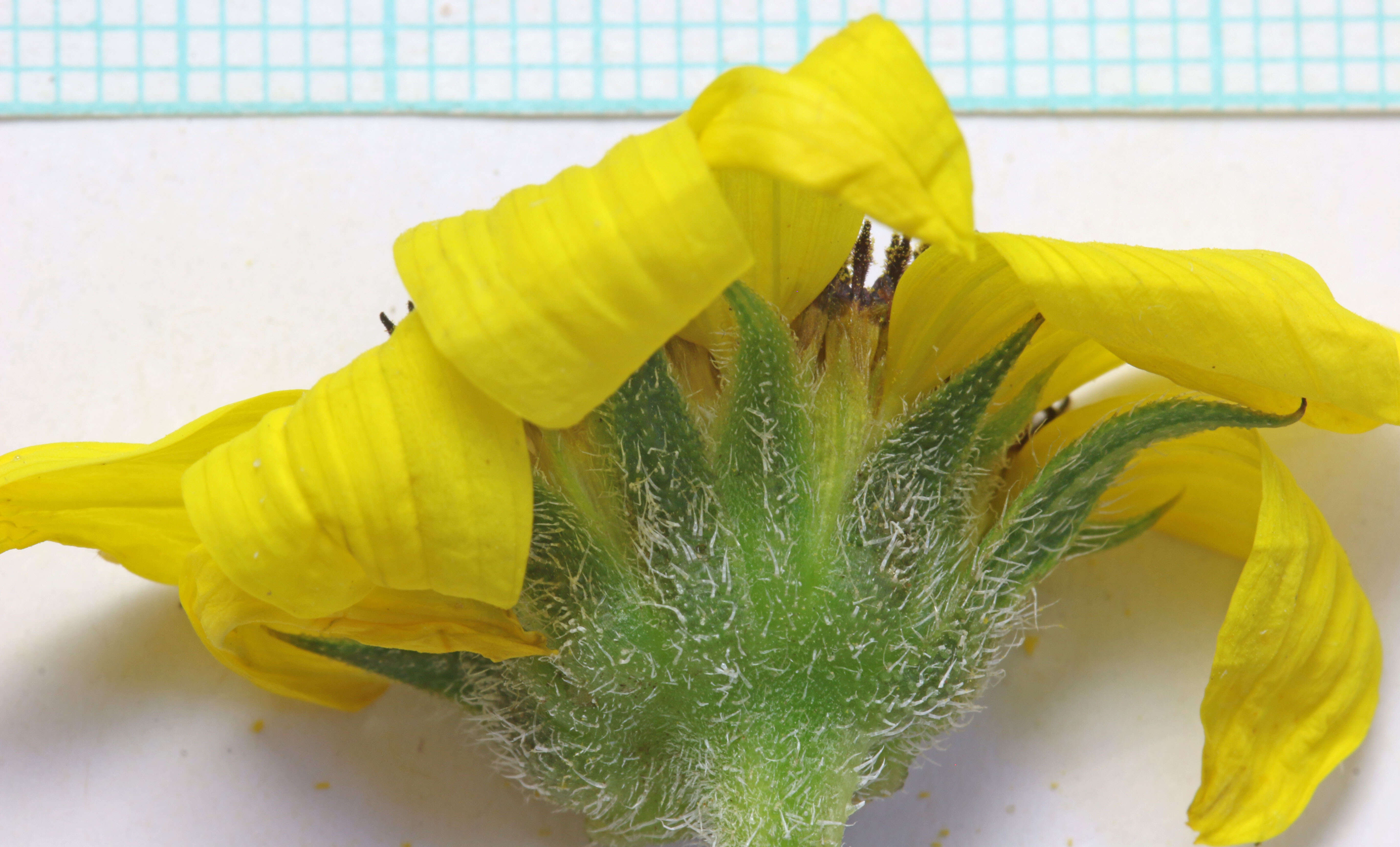 Image of prairie sunflower