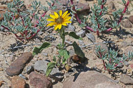 Image of prairie sunflower