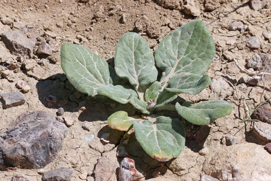 Sivun Encelia nutans Eastw. kuva