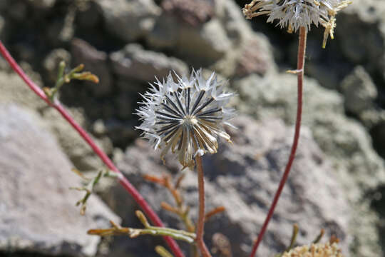 Image of Esteve's pincushion