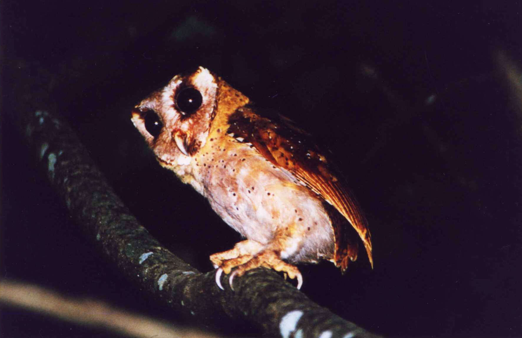 Image of Sri Lanka Bay Owl