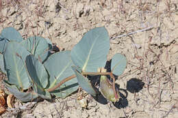 Image of pallid milkweed