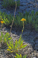 Image de Platyschkuhria integrifolia (A. Gray) Rydb.