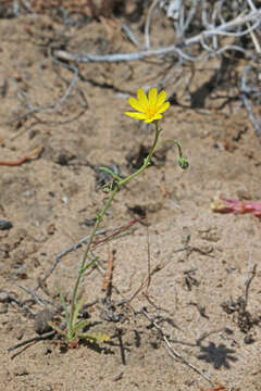 Image de Malacothrix sonchoides (Nutt.) Torr. & A. Gray