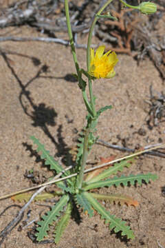 Image de Malacothrix sonchoides (Nutt.) Torr. & A. Gray