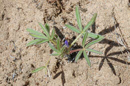 Plancia ëd Lupinus kingii S. Watson