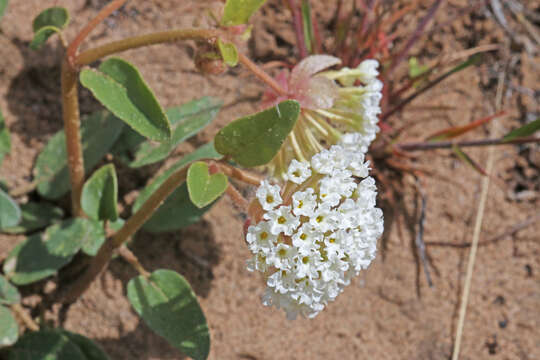 Image of snowball sand verbena