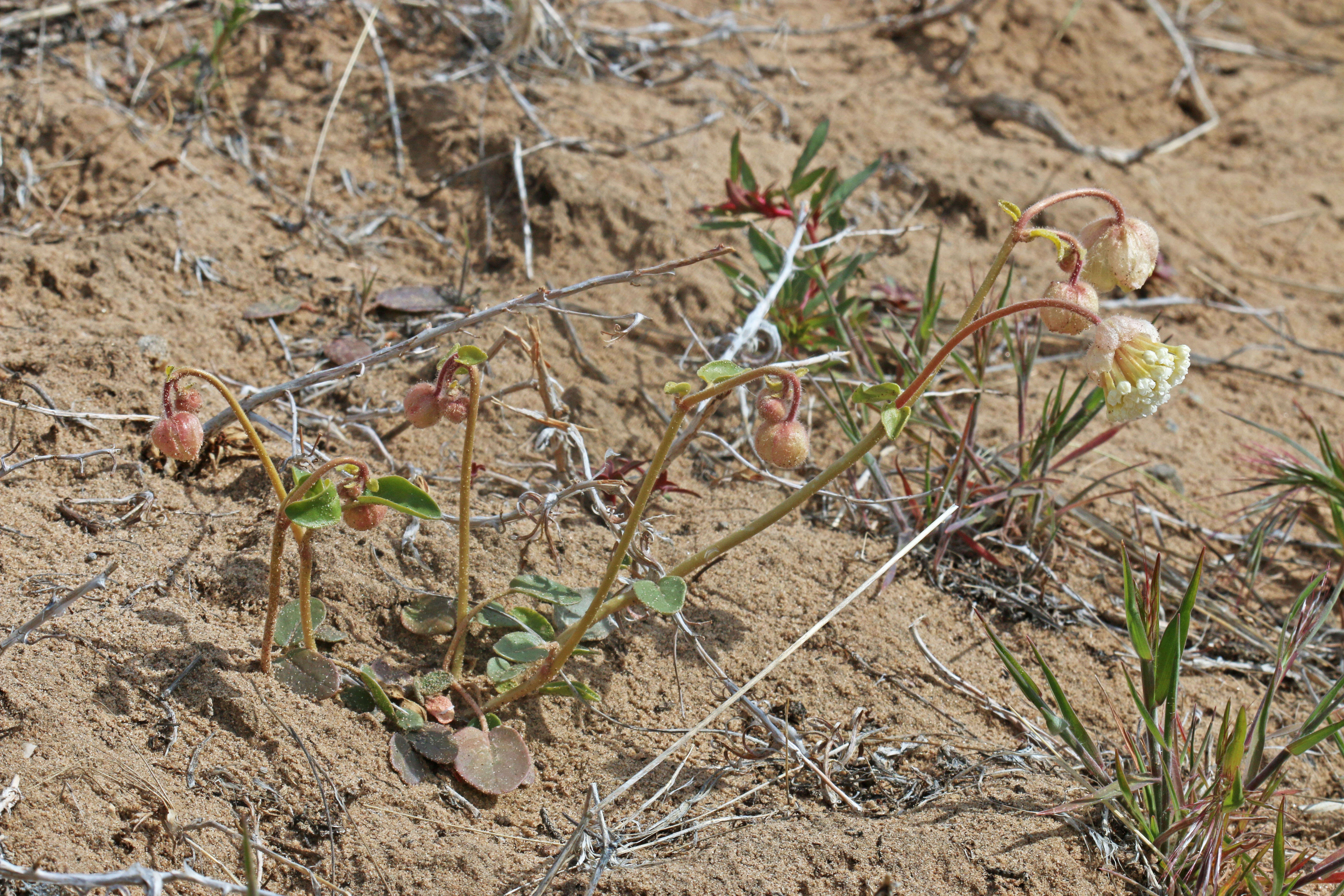 Image of snowball sand verbena