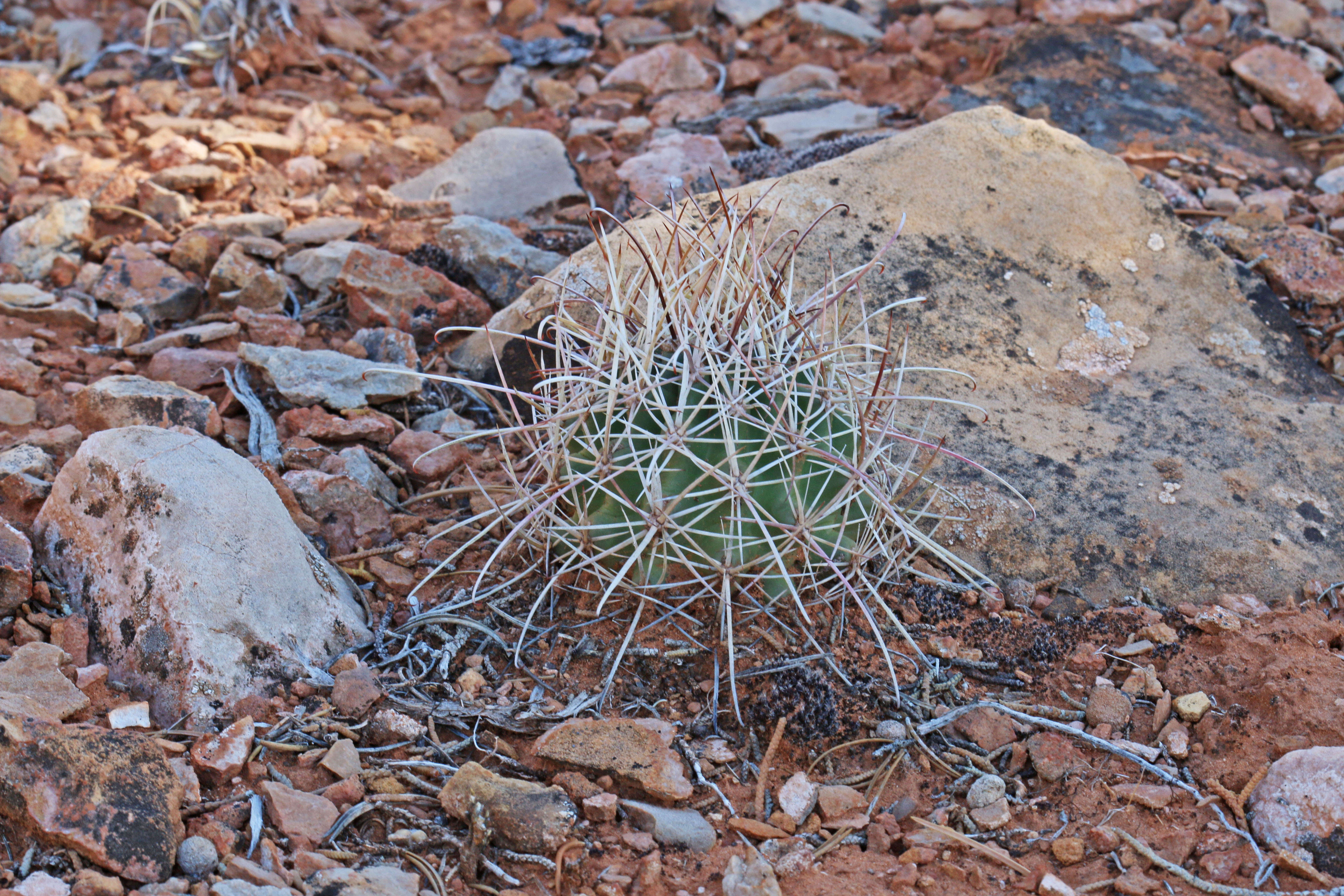 Sclerocactus whipplei (Engelm. & J. M. Bigelow) Britton & Rose resmi