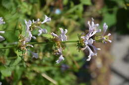 Image de Betonica macrantha K. Koch