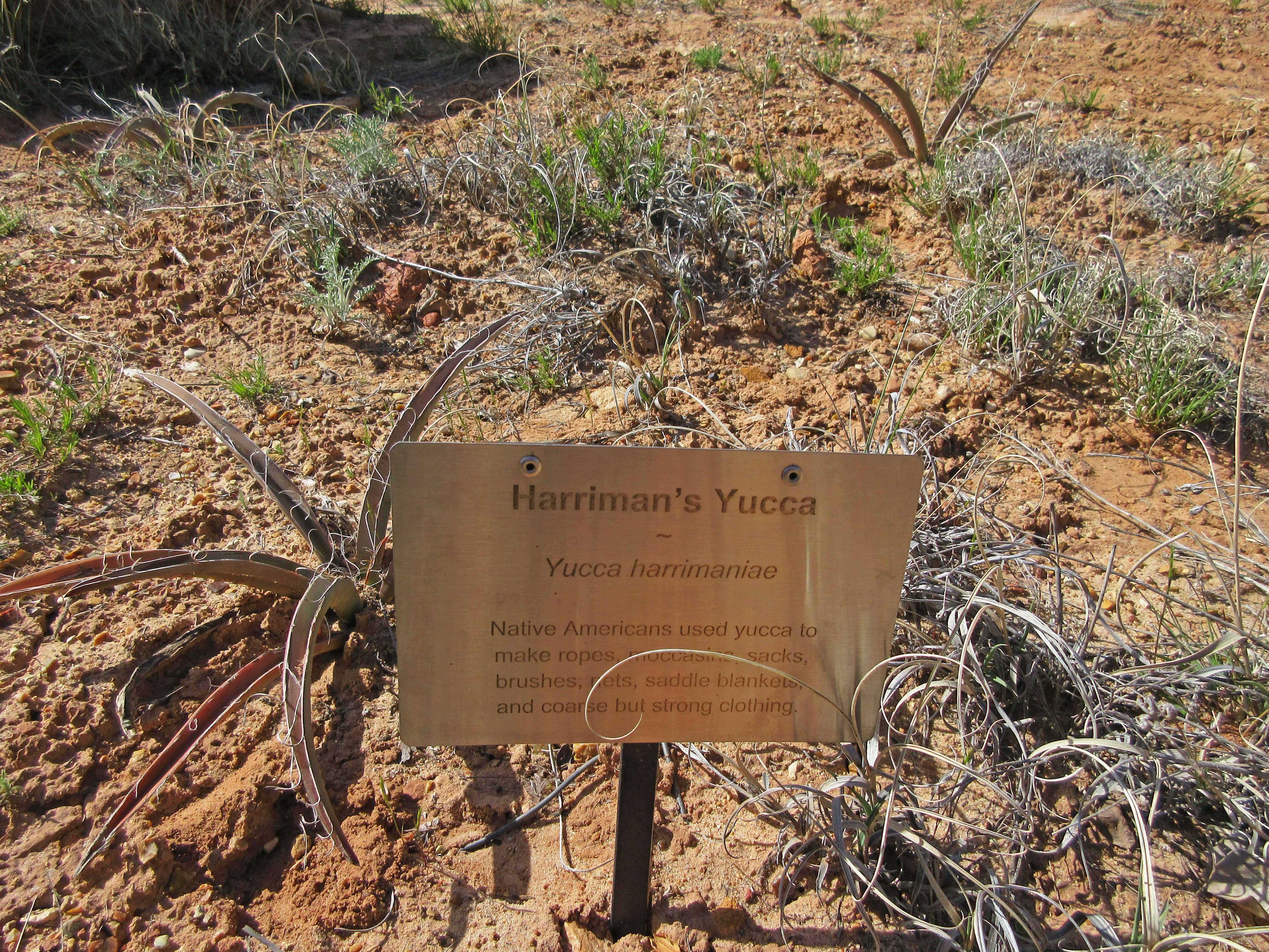 Imagem de Yucca baccata Torr.