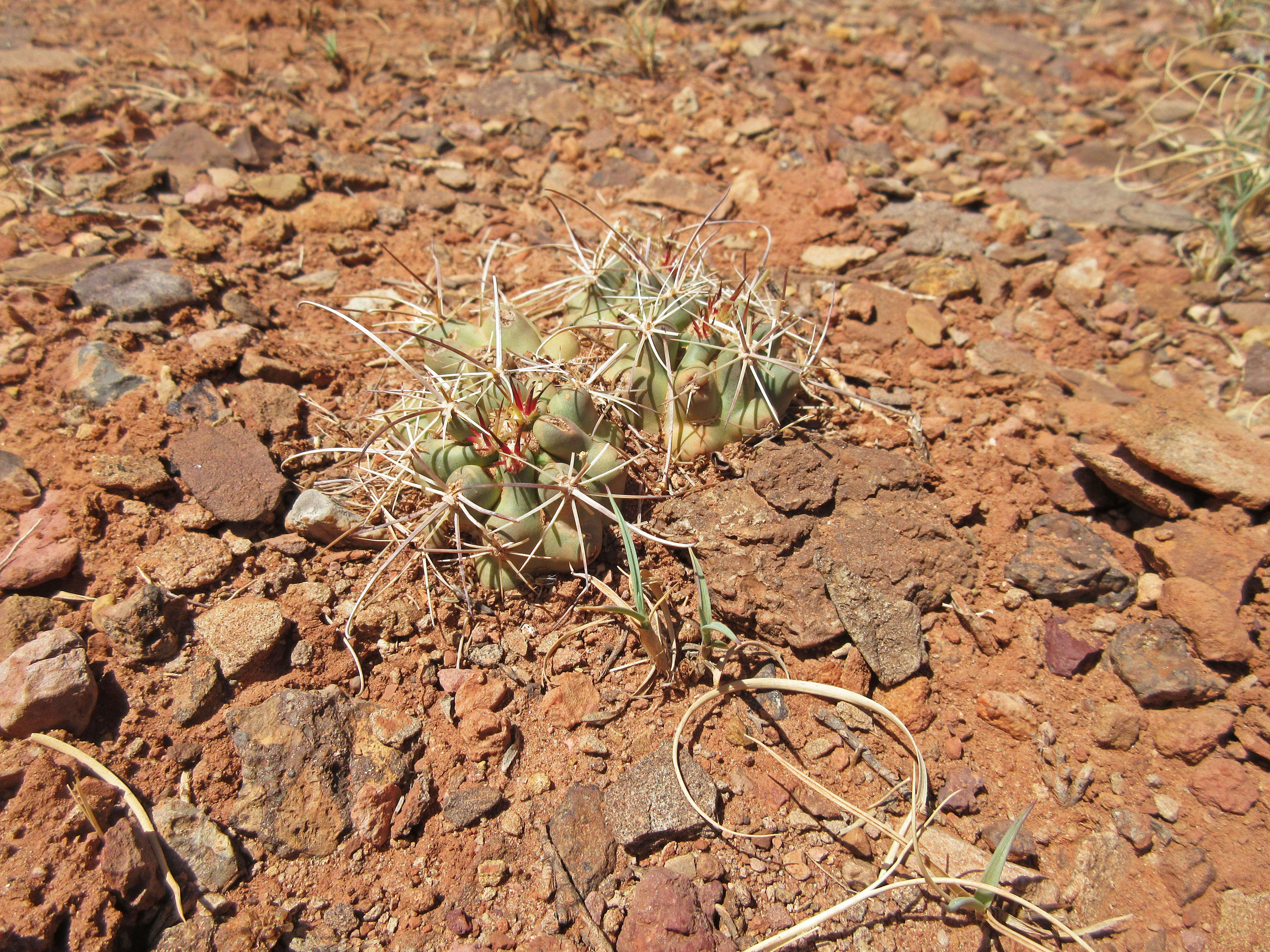 Sclerocactus whipplei (Engelm. & J. M. Bigelow) Britton & Rose resmi