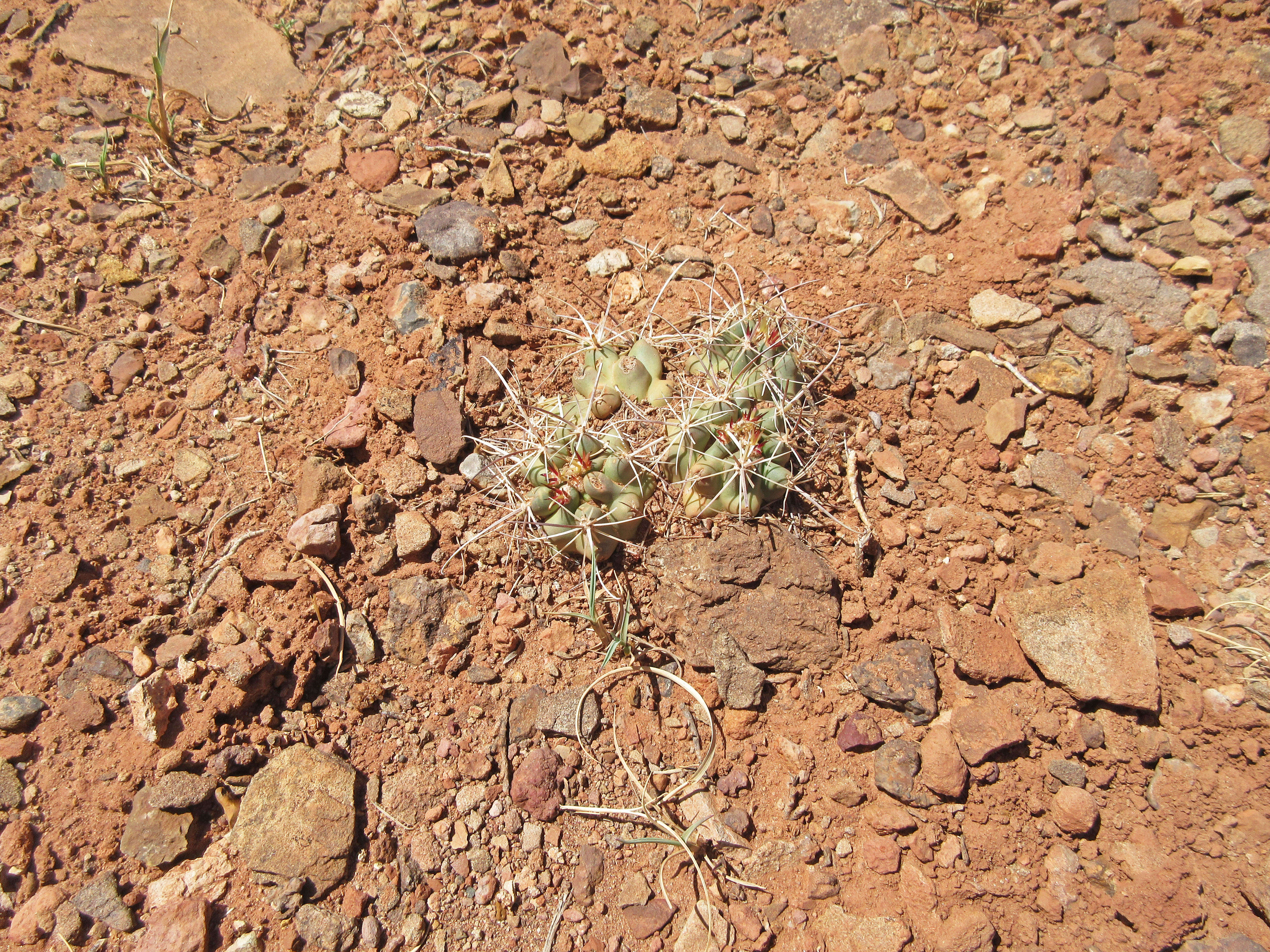 Sclerocactus whipplei (Engelm. & J. M. Bigelow) Britton & Rose resmi