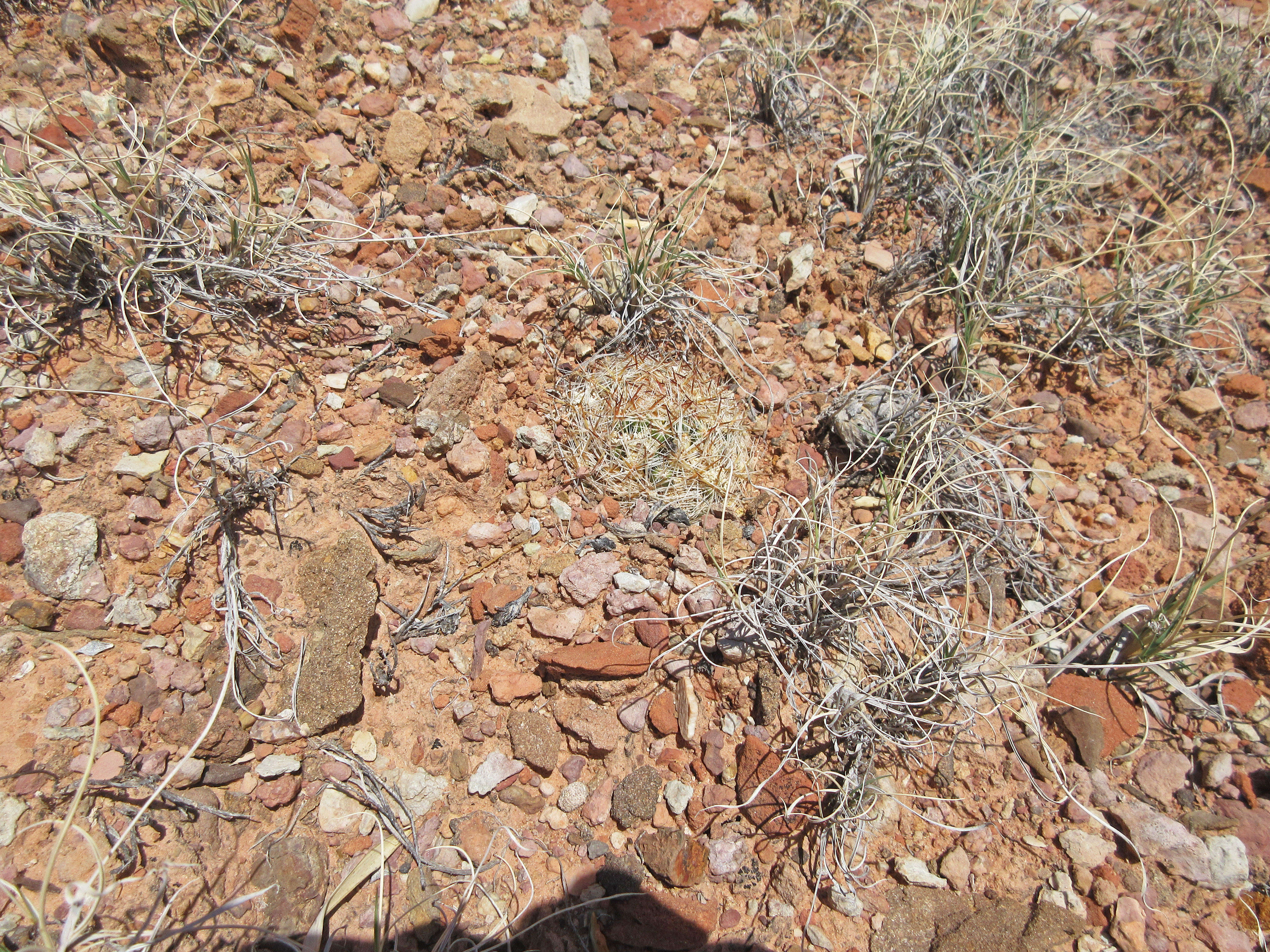 Image of Pincushion Cactus