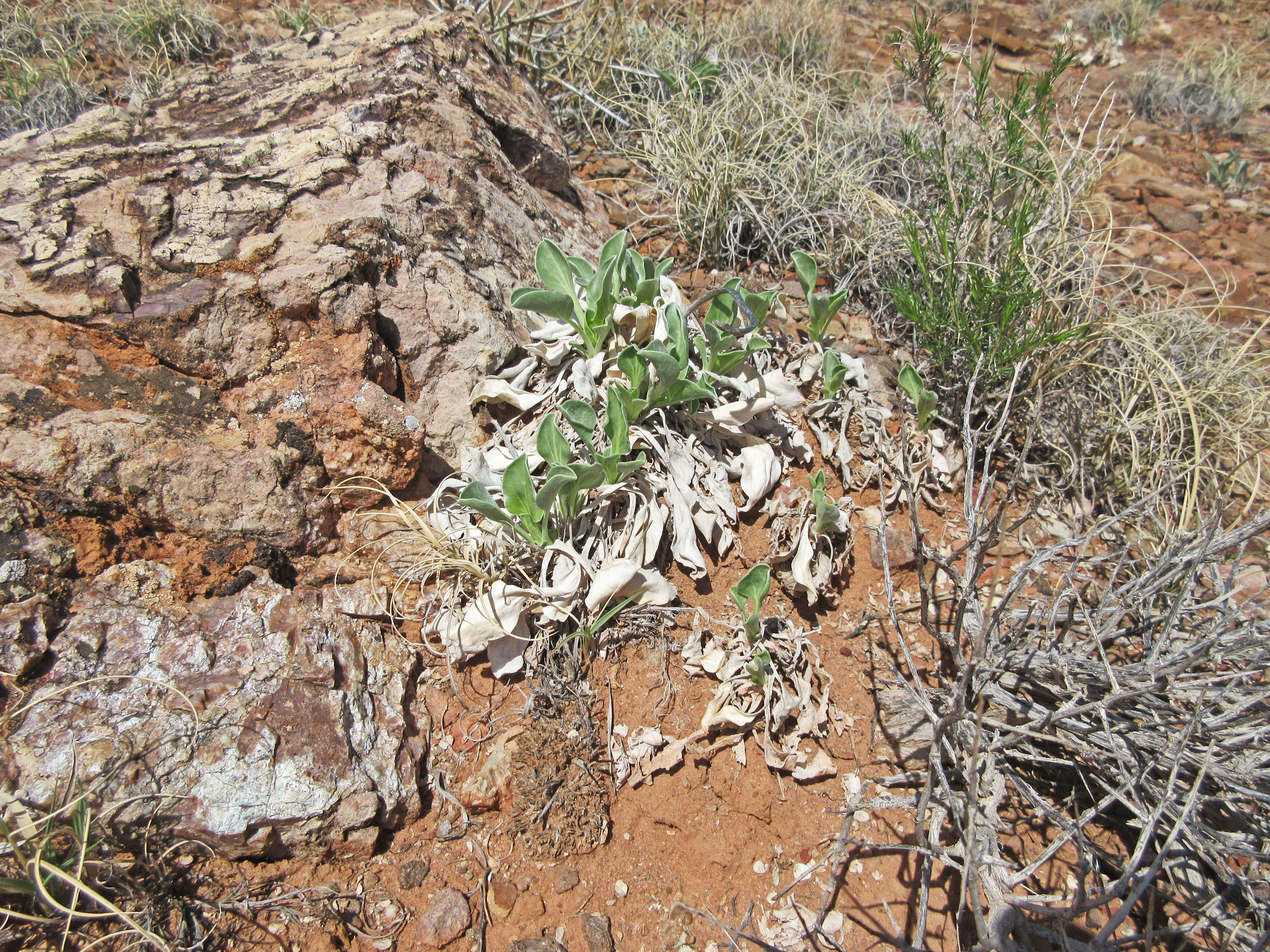 صورة Enceliopsis nudicaulis (A. Gray) A. Nels.