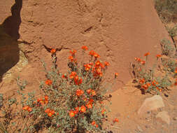 Image of scarlet globemallow