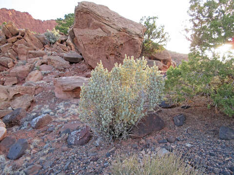 Image of roundleaf buffaloberry