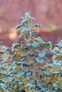 Image of roundleaf buffaloberry