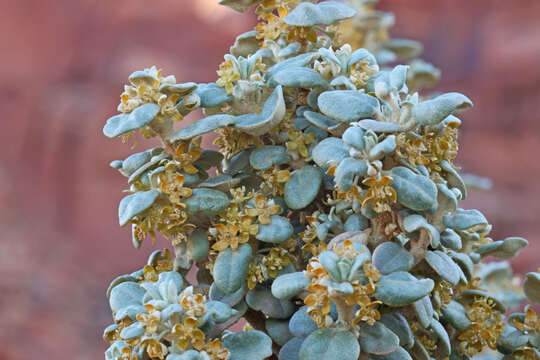 Image of roundleaf buffaloberry