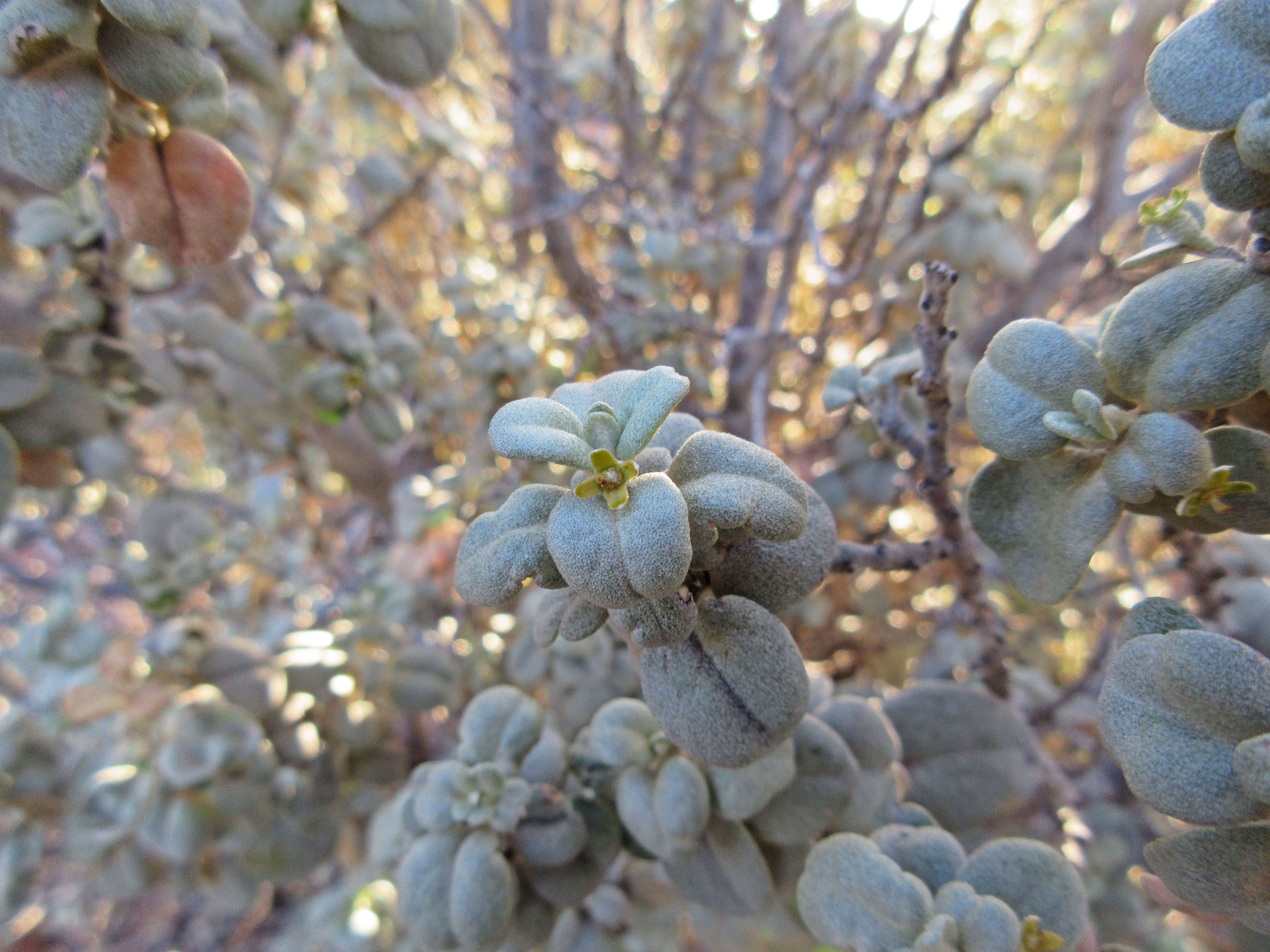 Imagem de Shepherdia rotundifolia Parry