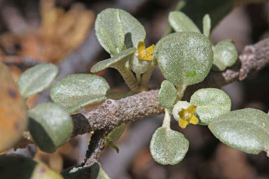 Image of roundleaf buffaloberry