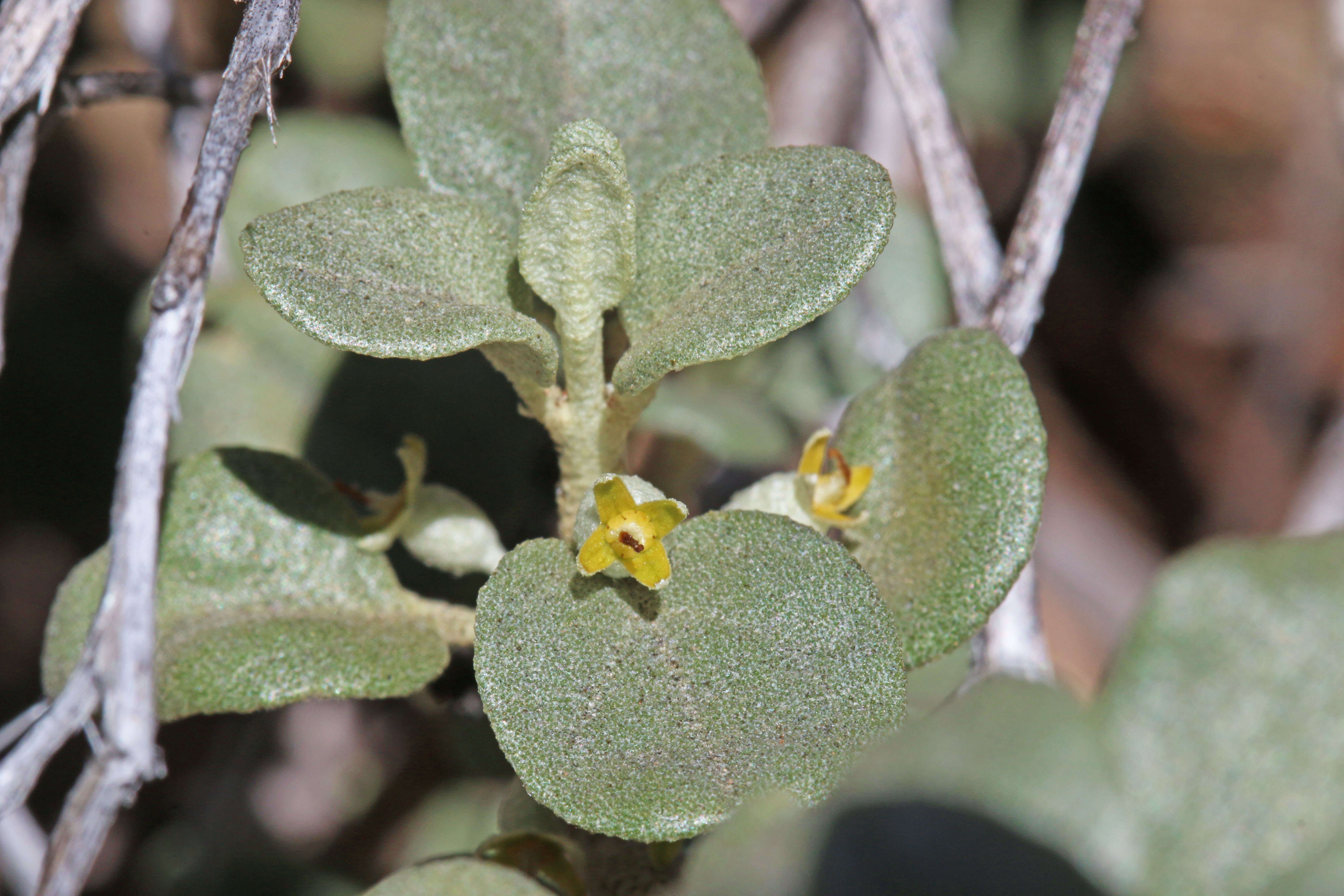 Image of roundleaf buffaloberry