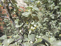 Image of roundleaf buffaloberry