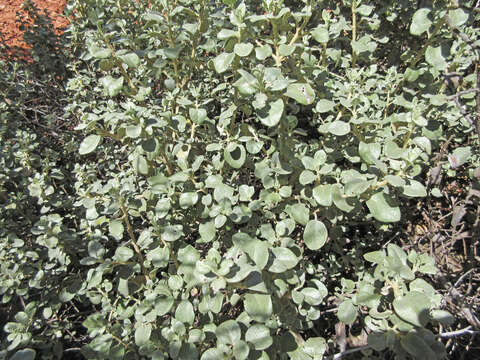 Image of roundleaf buffaloberry